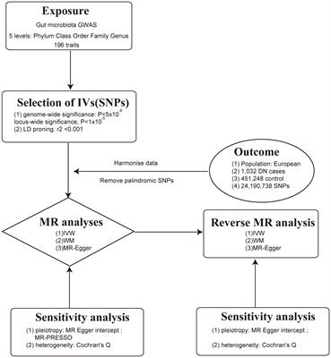 Association between gut microbiota and diabetic nephropathy: a two-sample Mendelian randomization study